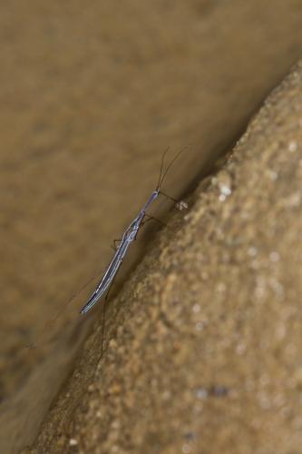 Hydrometra lineata